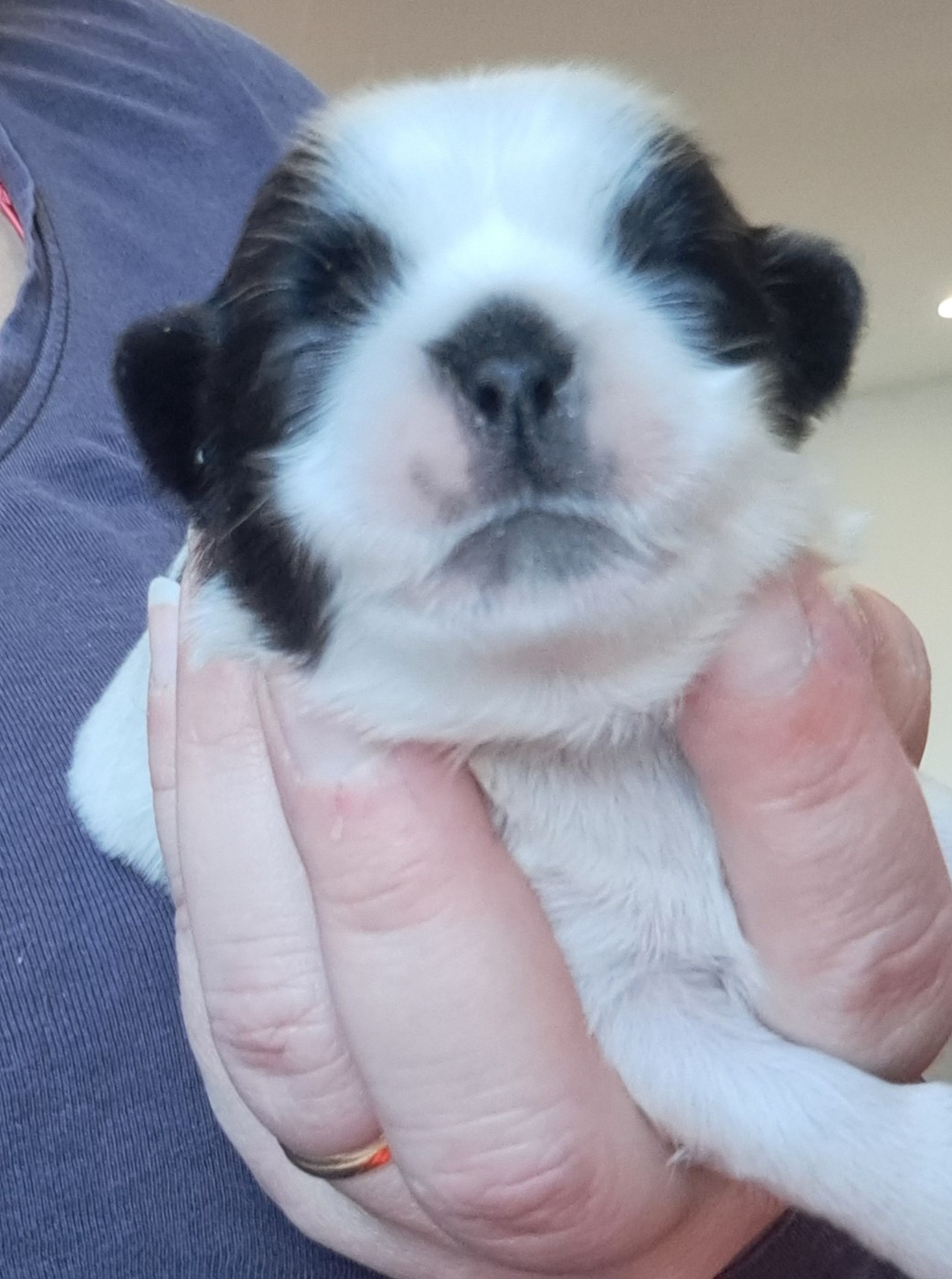 of Mayajoe's Dreams - Chiots disponibles - Shih Tzu