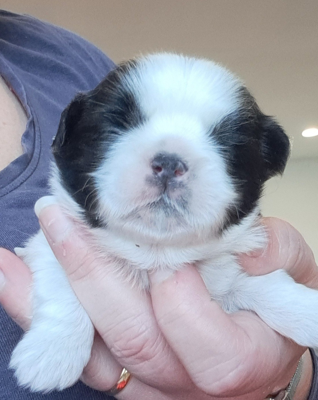 of Mayajoe's Dreams - Chiots disponibles - Shih Tzu