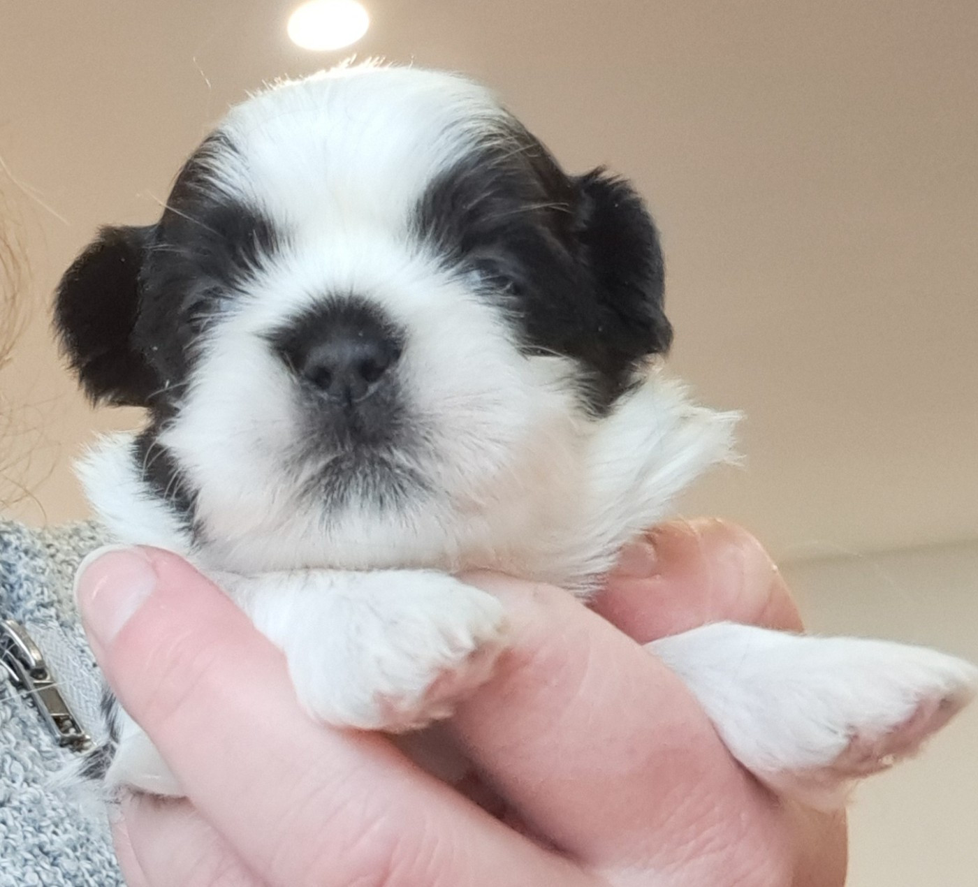 of Mayajoe's Dreams - Chiots disponibles - Shih Tzu