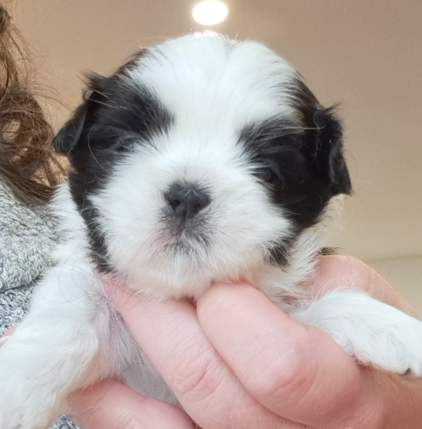 of Mayajoe's Dreams - Chiots disponibles - Shih Tzu