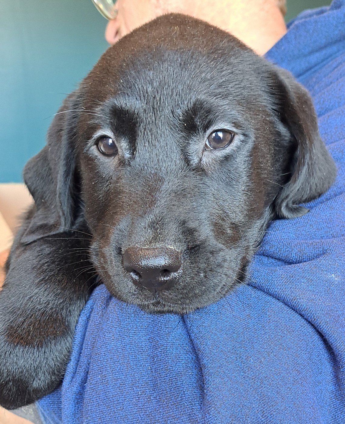 of Mayajoe's Dreams - Chiots disponibles - Labrador Retriever