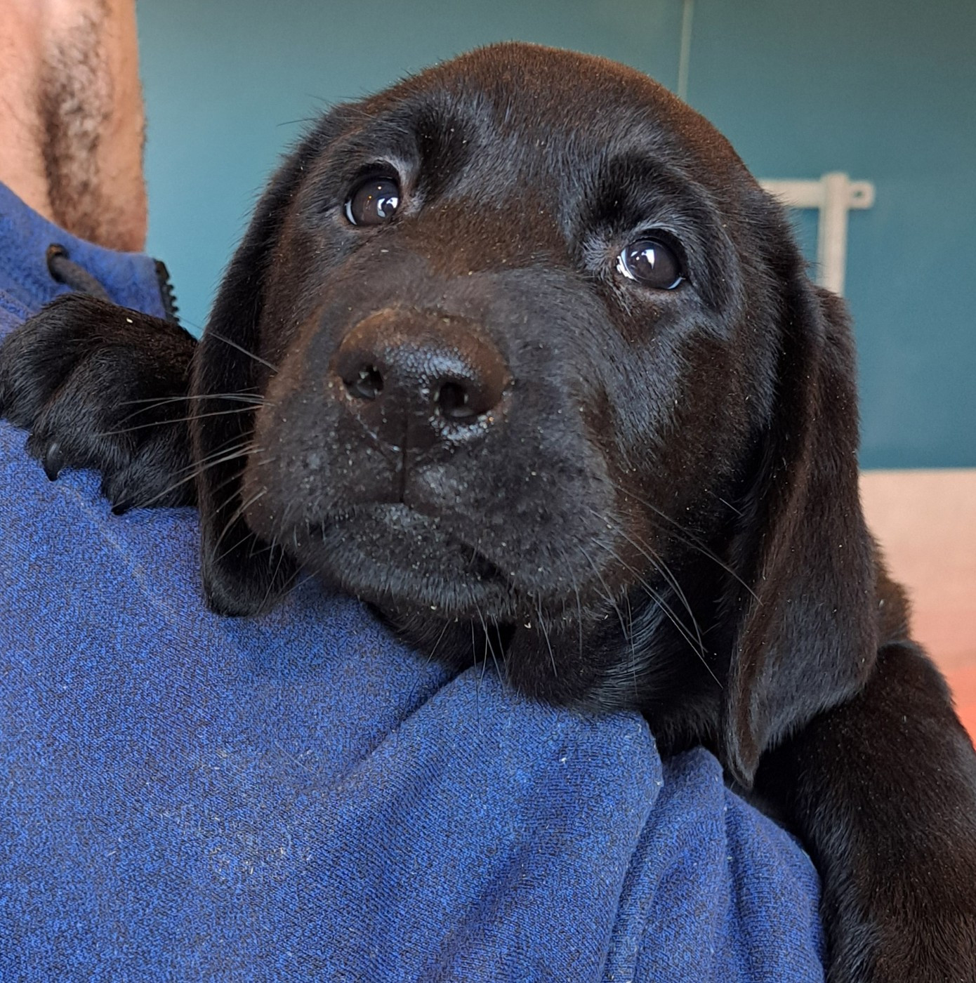 of Mayajoe's Dreams - Chiots disponibles - Labrador Retriever