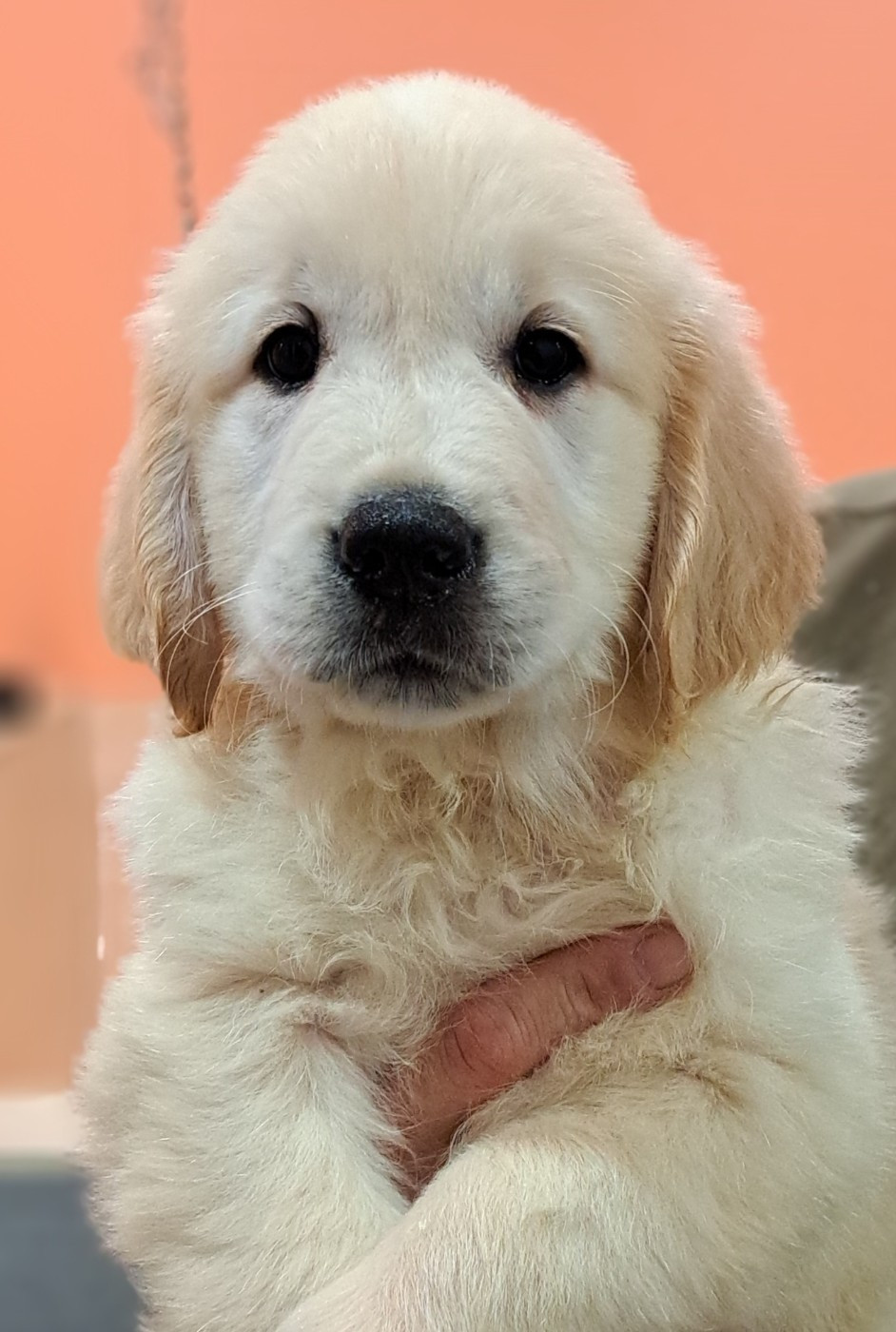 of Mayajoe's Dreams - Golden Retriever - Portée née le 08/10/2025