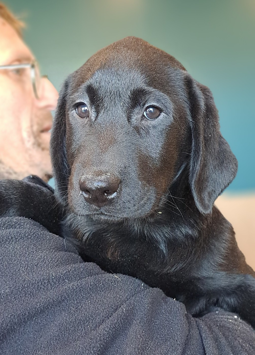 of Mayajoe's Dreams - Chiots disponibles - Labrador Retriever