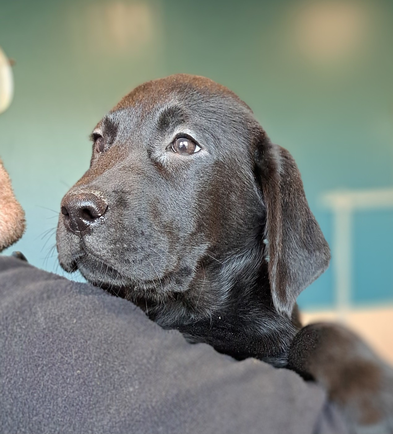 of Mayajoe's Dreams - Chiots disponibles - Labrador Retriever