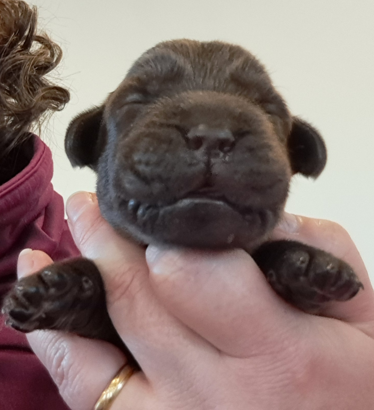 of Mayajoe's Dreams - Chiots disponibles - Labrador Retriever