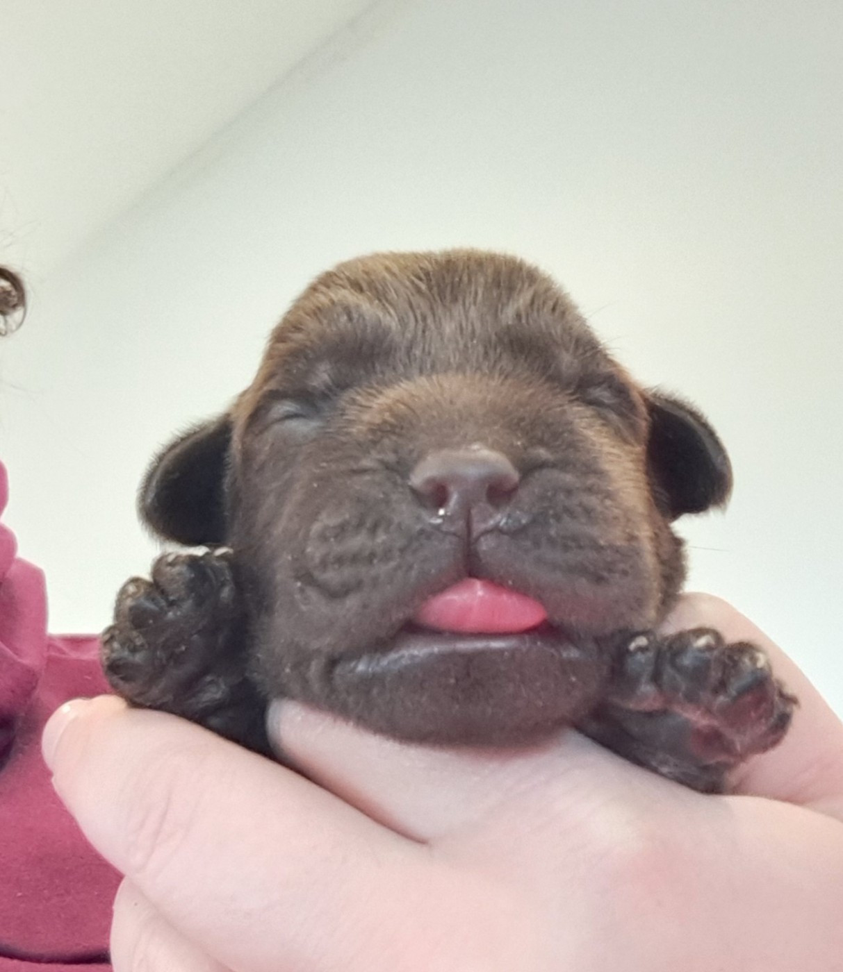 of Mayajoe's Dreams - Chiots disponibles - Labrador Retriever