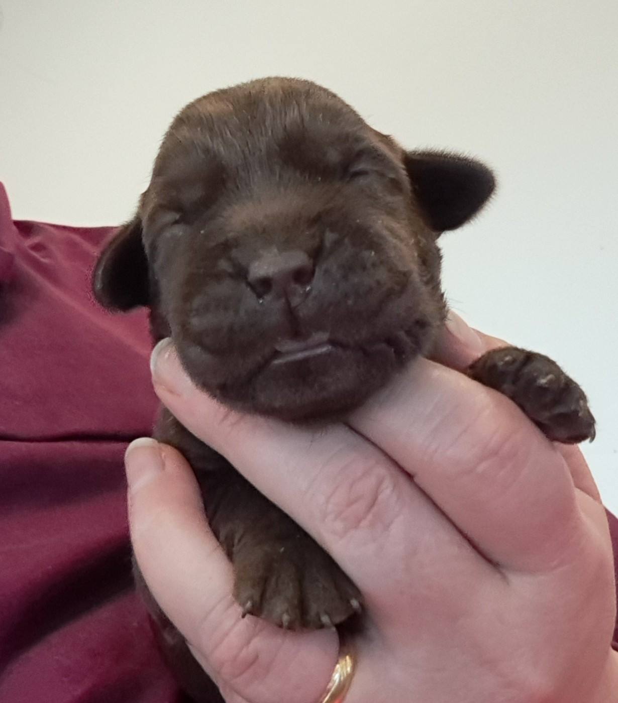 of Mayajoe's Dreams - Chiots disponibles - Labrador Retriever