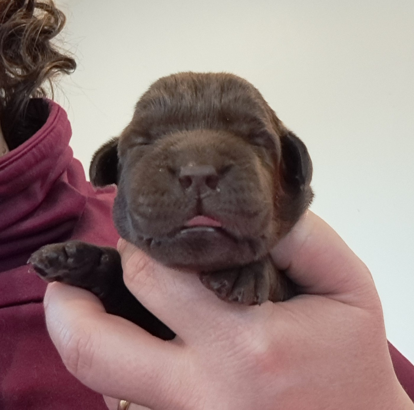 of Mayajoe's Dreams - Chiots disponibles - Labrador Retriever