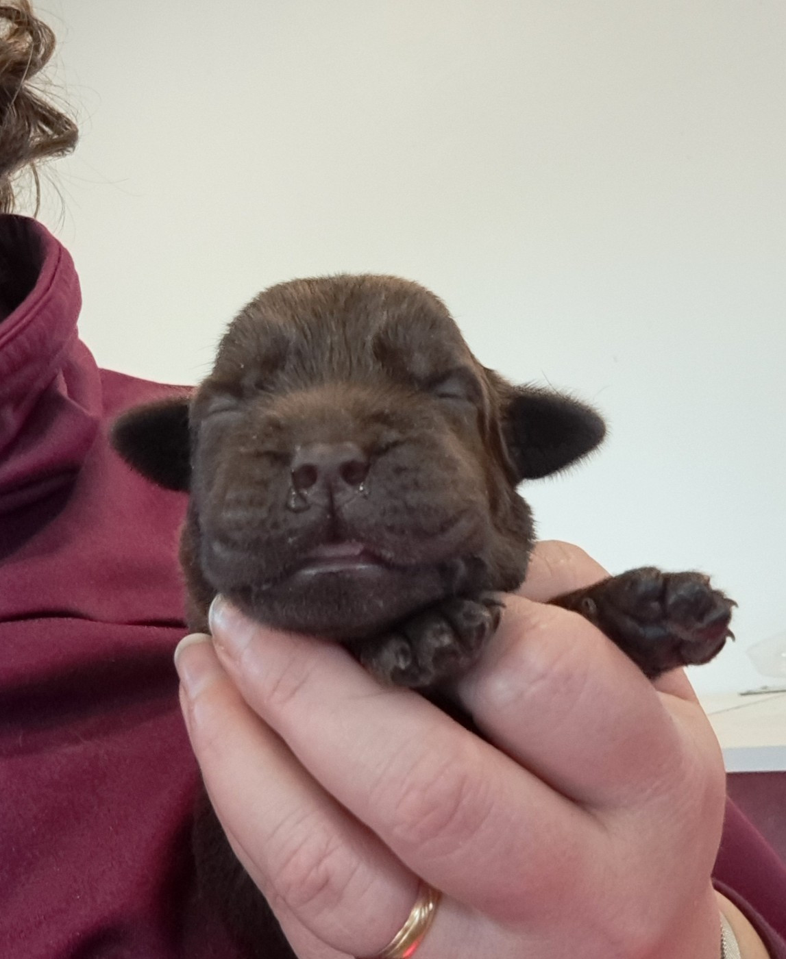 of Mayajoe's Dreams - Chiots disponibles - Labrador Retriever