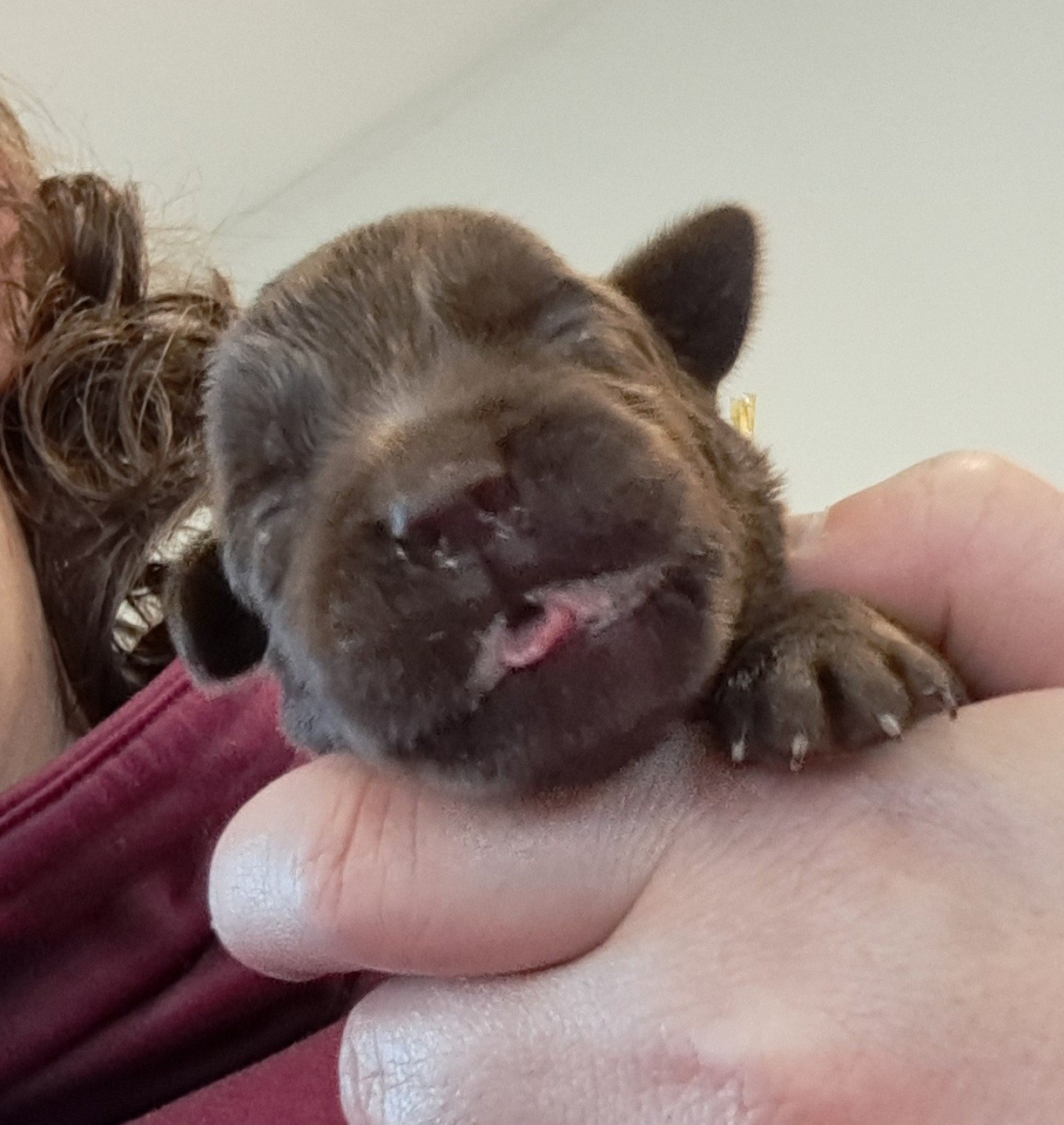 of Mayajoe's Dreams - Chiots disponibles - Labrador Retriever