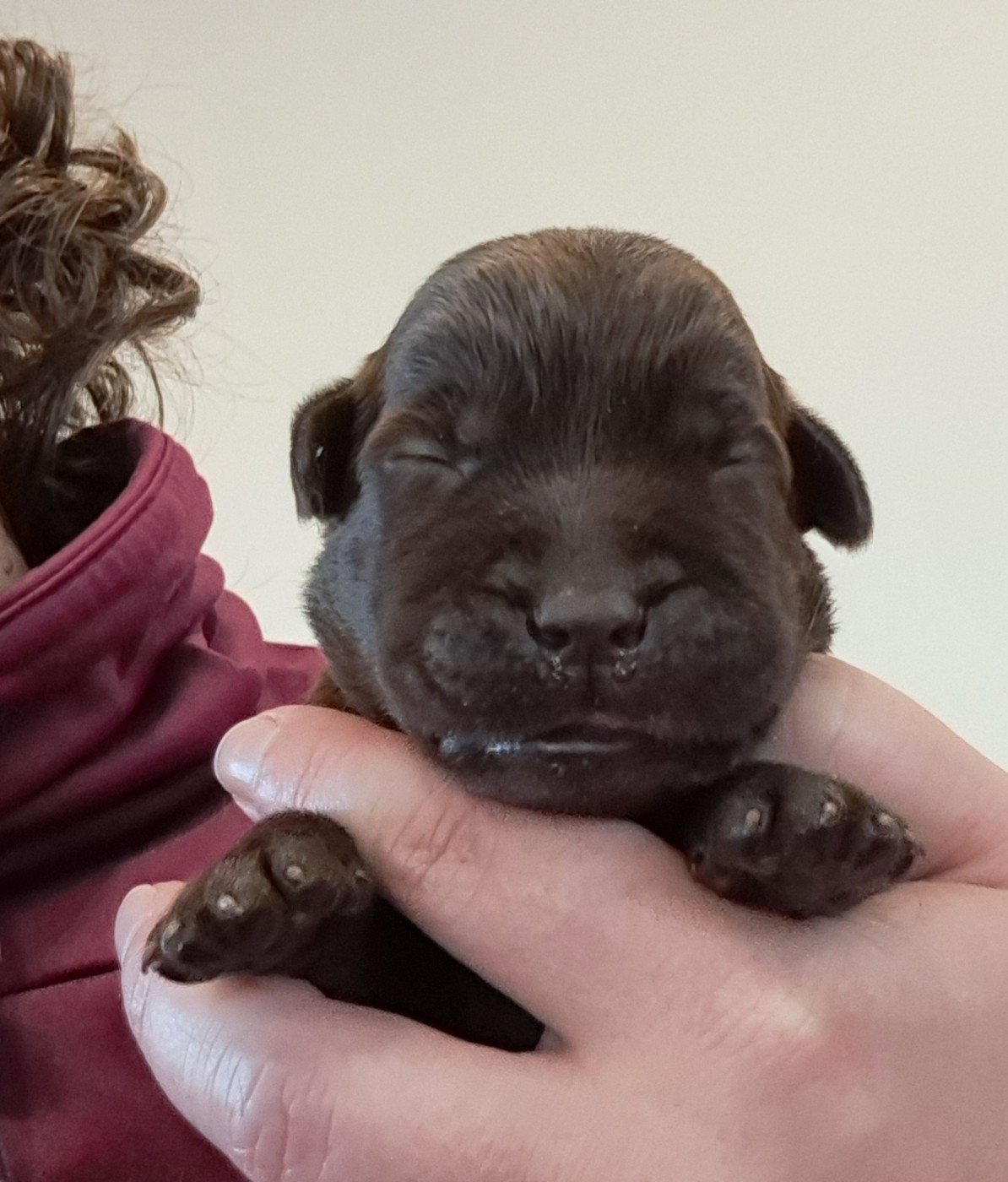 of Mayajoe's Dreams - Chiots disponibles - Labrador Retriever