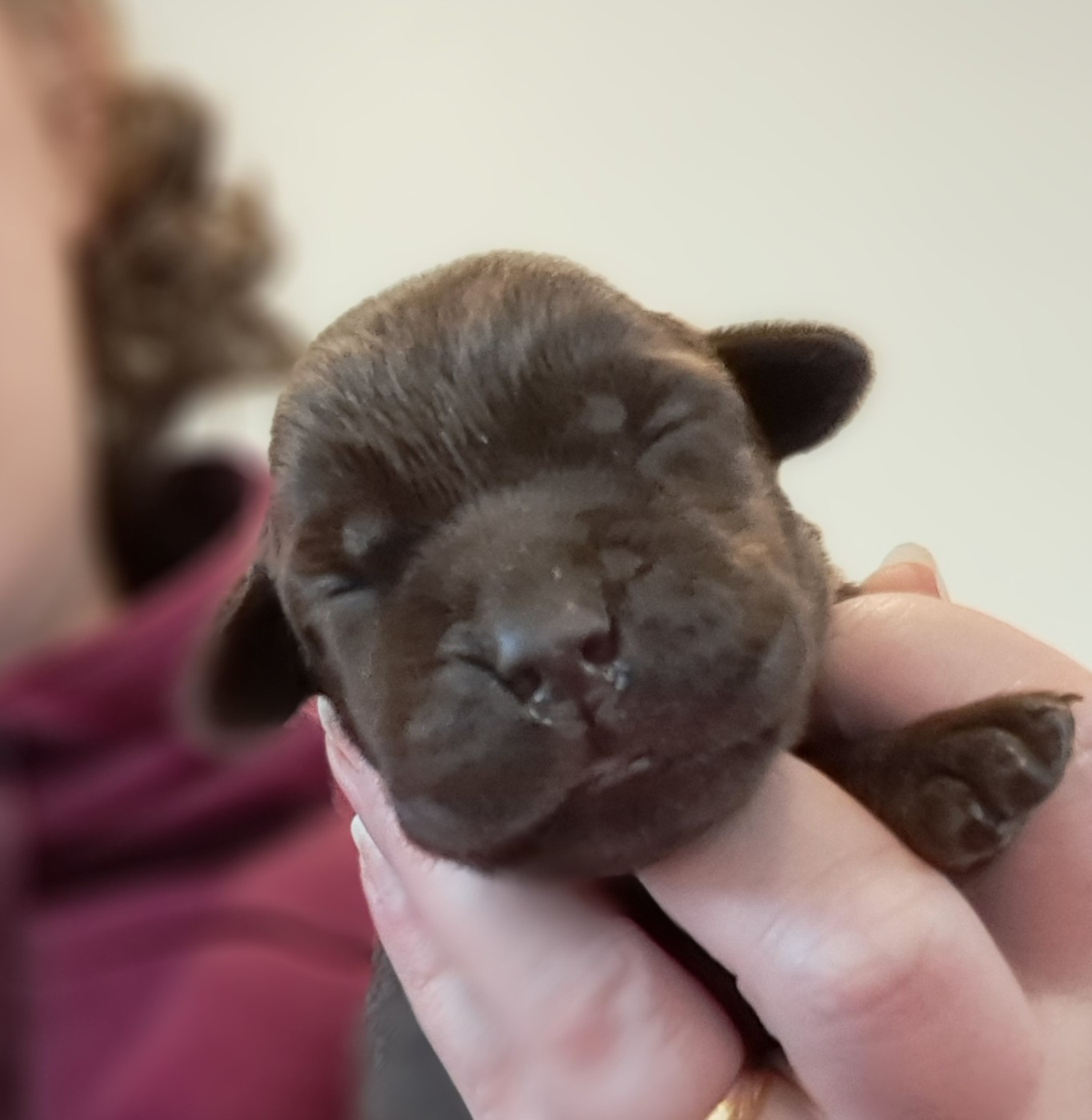 of Mayajoe's Dreams - Chiots disponibles - Labrador Retriever