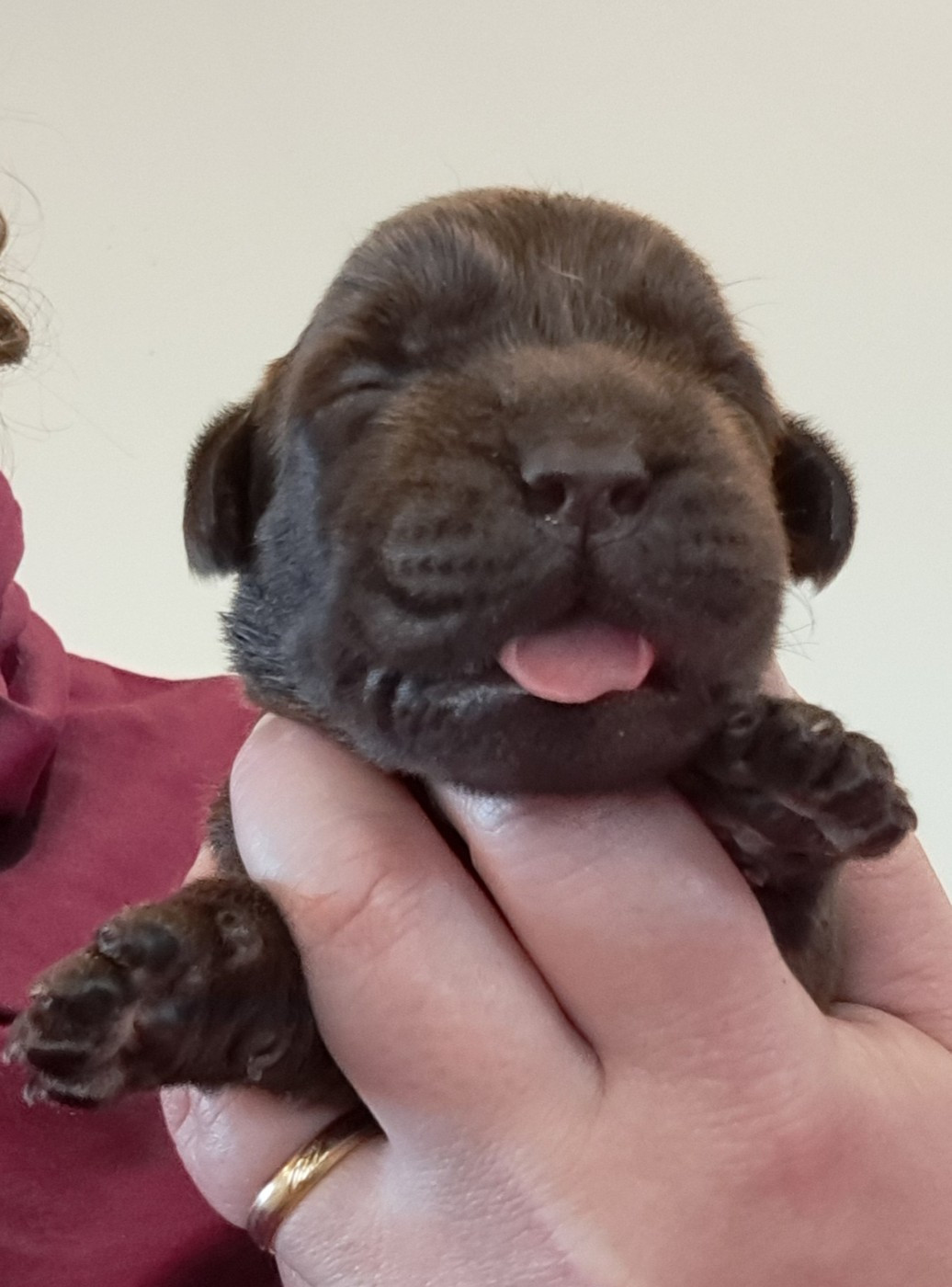 of Mayajoe's Dreams - Chiots disponibles - Labrador Retriever