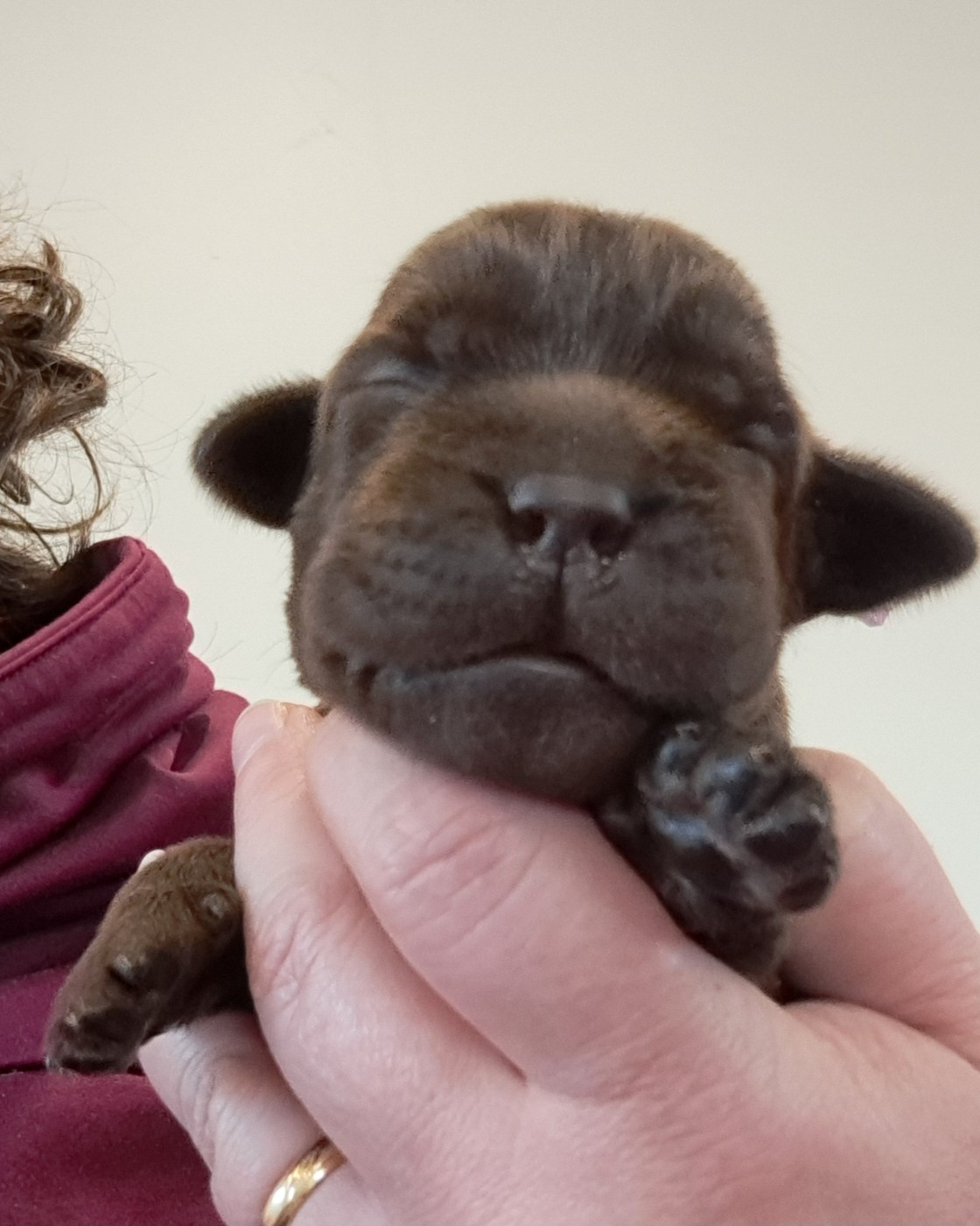 of Mayajoe's Dreams - Chiots disponibles - Labrador Retriever