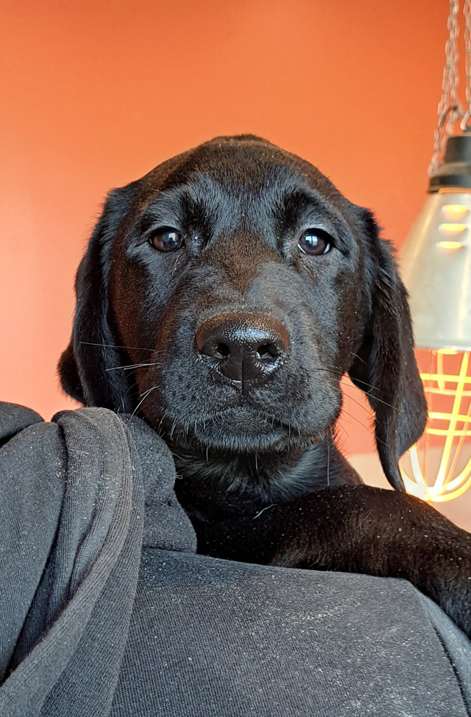 of Mayajoe's Dreams - Chiots disponibles - Labrador Retriever