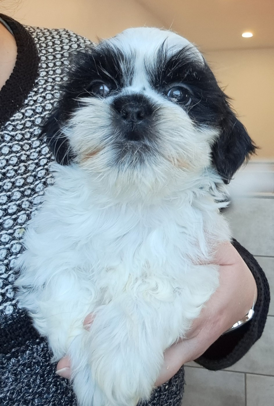 of Mayajoe's Dreams - Chiots disponibles - Shih Tzu