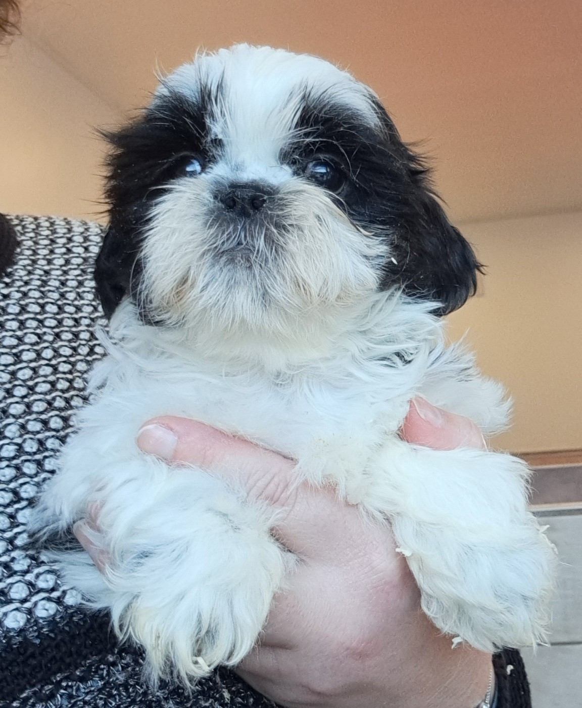 of Mayajoe's Dreams - Chiots disponibles - Shih Tzu