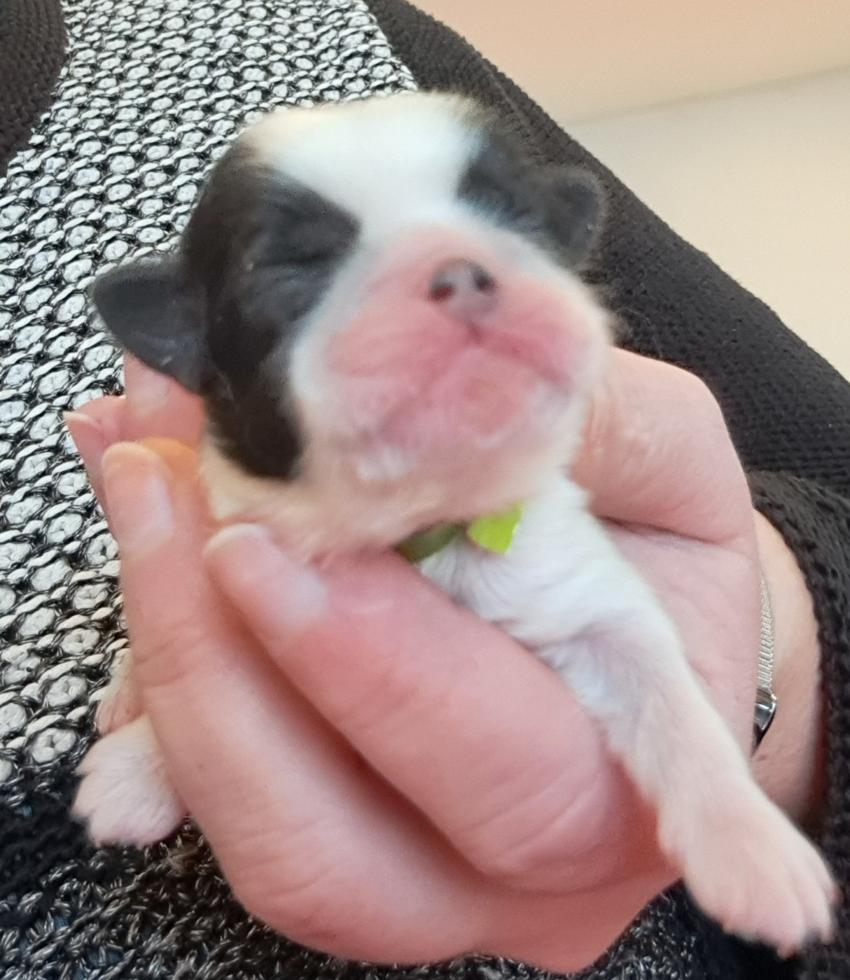 of Mayajoe's Dreams - Chiots disponibles - Shih Tzu