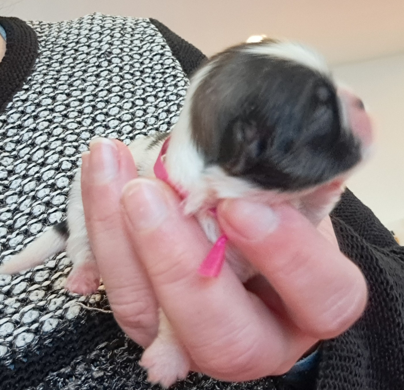 of Mayajoe's Dreams - Chiots disponibles - Shih Tzu