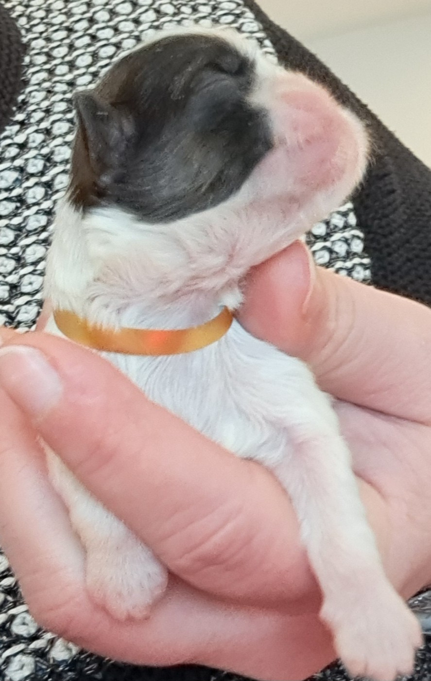 of Mayajoe's Dreams - Chiots disponibles - Shih Tzu