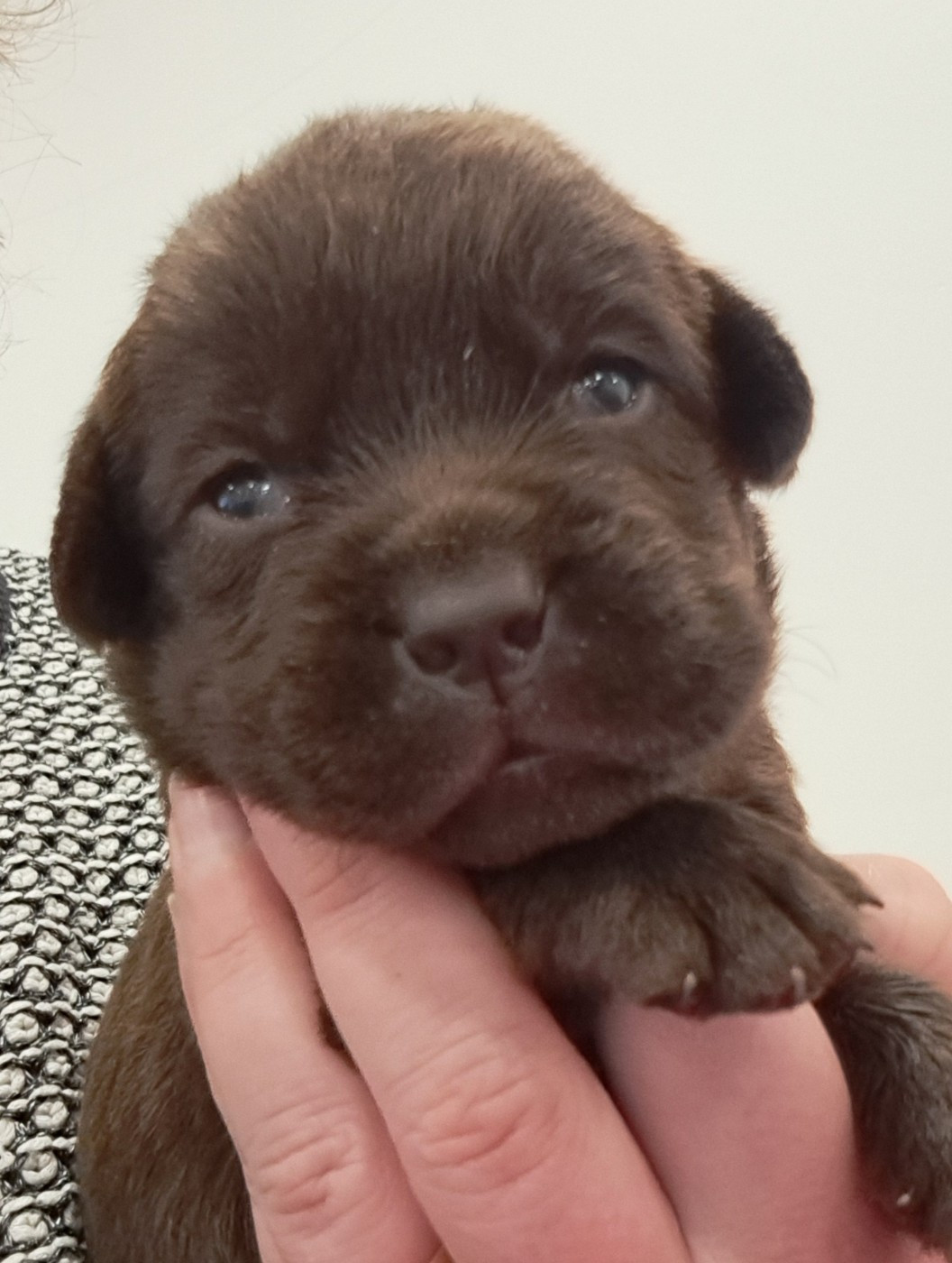 of Mayajoe's Dreams - Chiots disponibles - Labrador Retriever