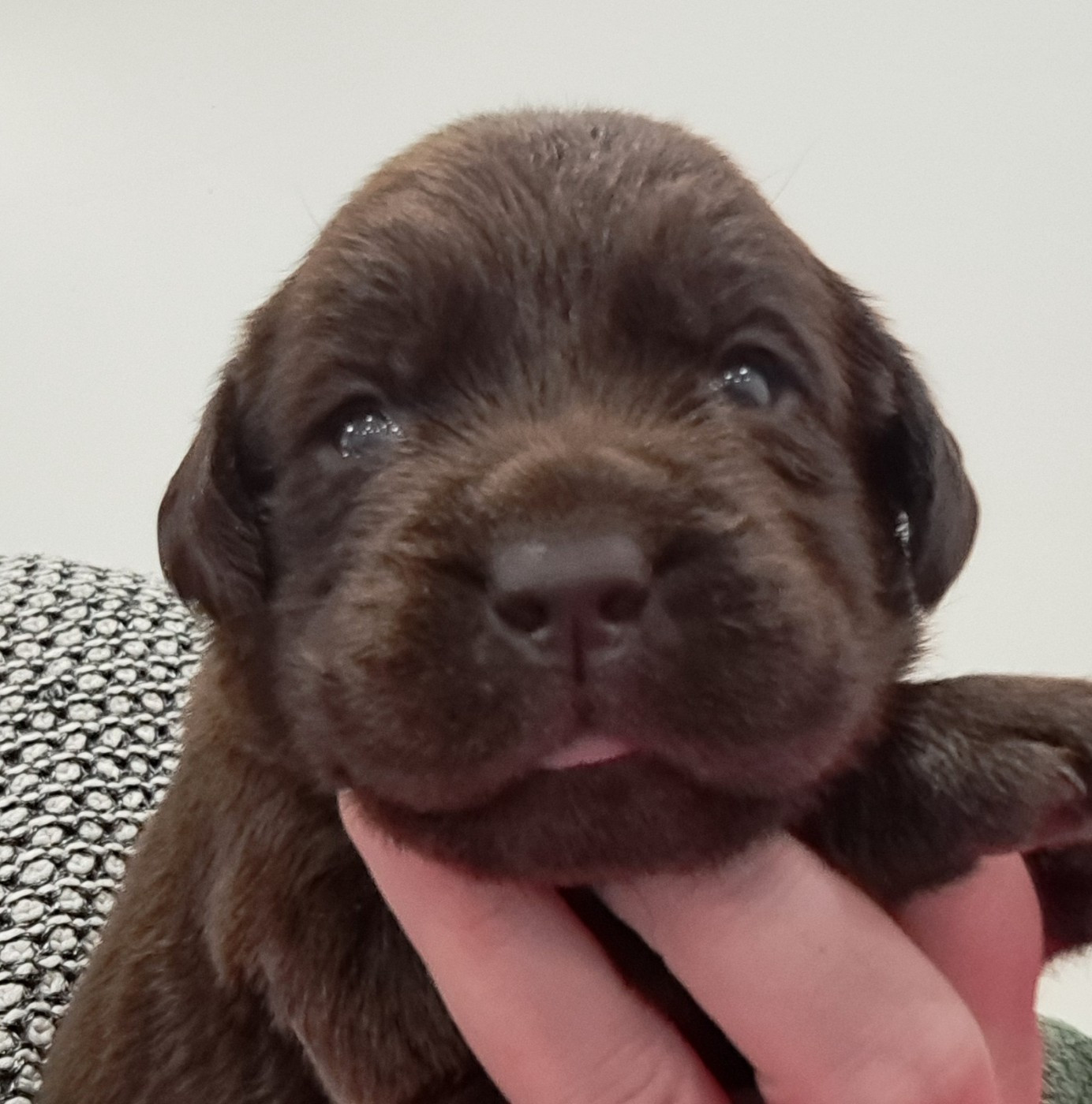 of Mayajoe's Dreams - Chiots disponibles - Labrador Retriever