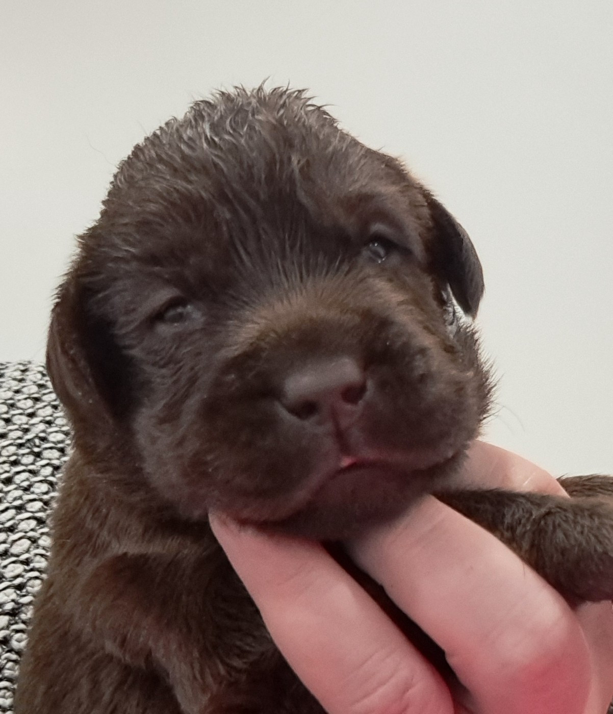 of Mayajoe's Dreams - Chiots disponibles - Labrador Retriever