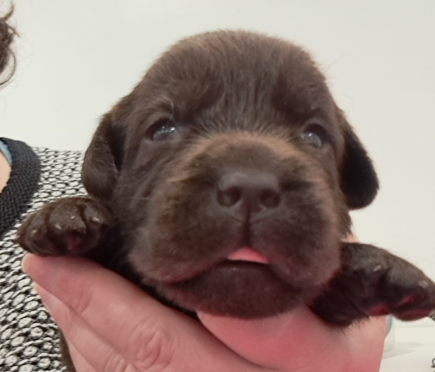 of Mayajoe's Dreams - Chiots disponibles - Labrador Retriever