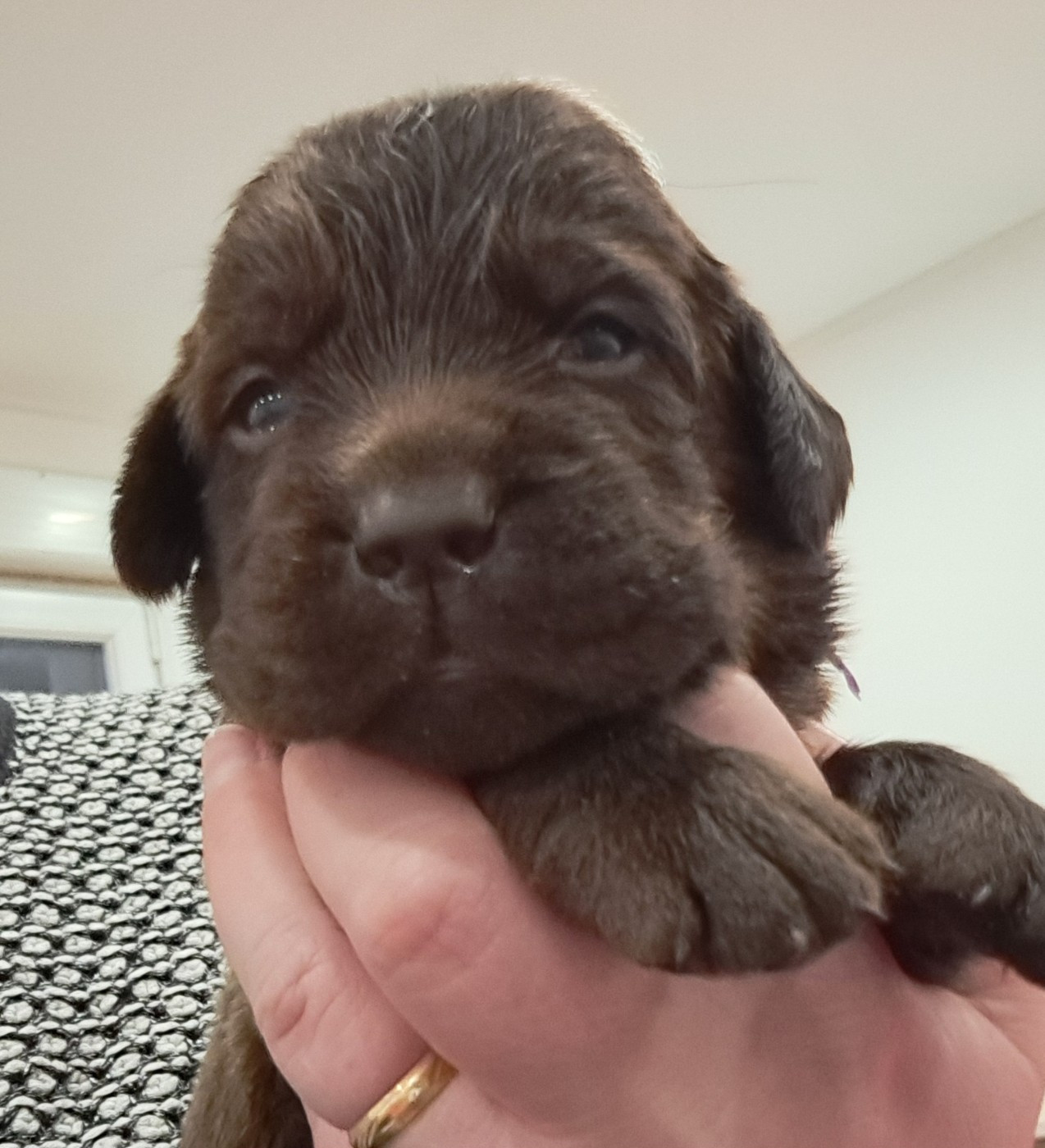 of Mayajoe's Dreams - Chiots disponibles - Labrador Retriever