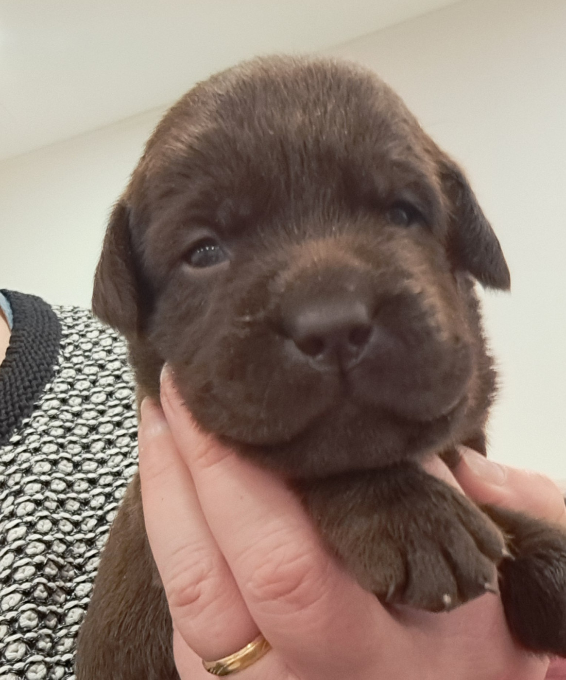 of Mayajoe's Dreams - Chiots disponibles - Labrador Retriever