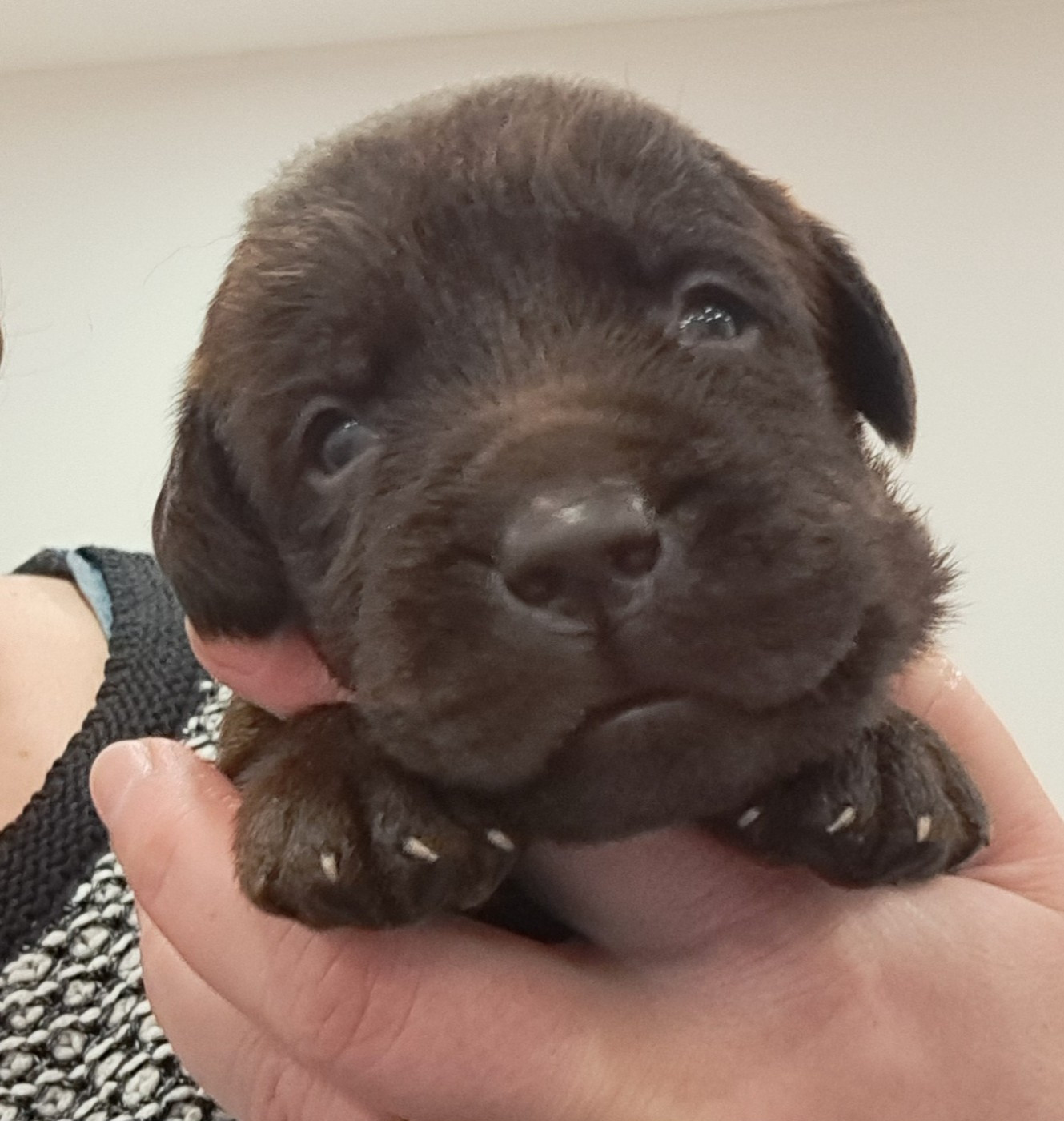 of Mayajoe's Dreams - Chiots disponibles - Labrador Retriever