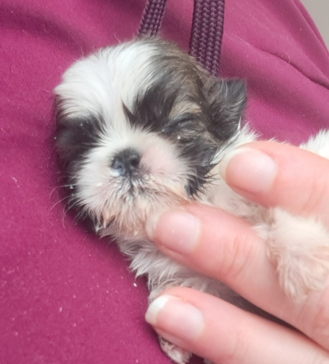 of Mayajoe's Dreams - Shih Tzu - Portée née le 20/12/2025