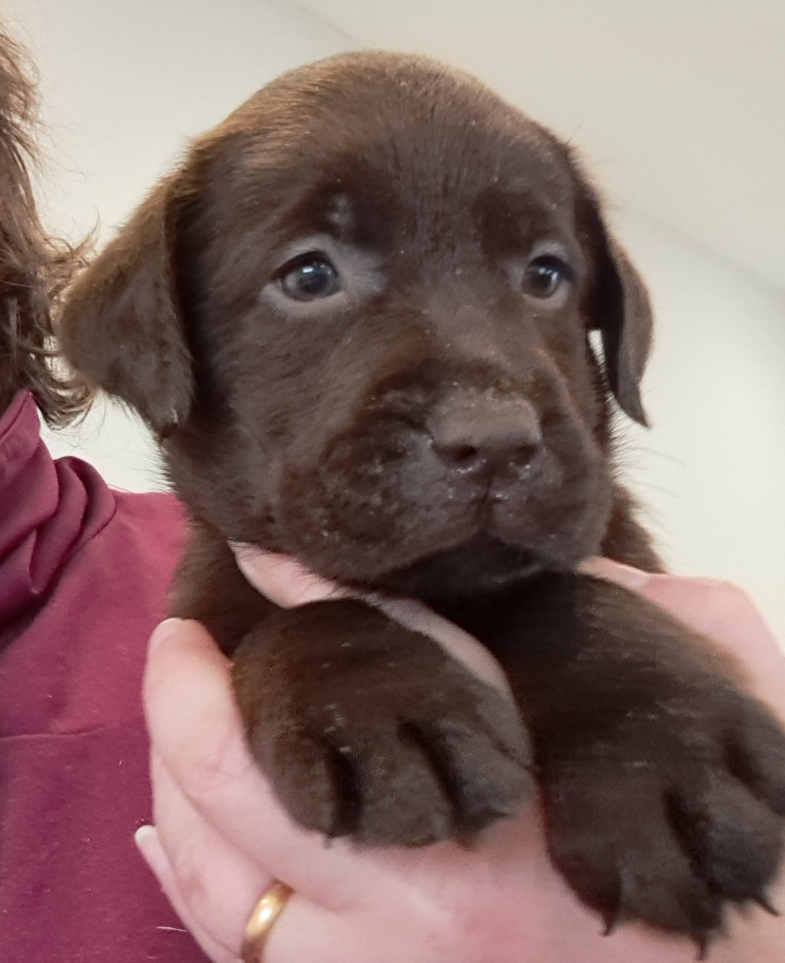 of Mayajoe's Dreams - Chiots disponibles - Labrador Retriever