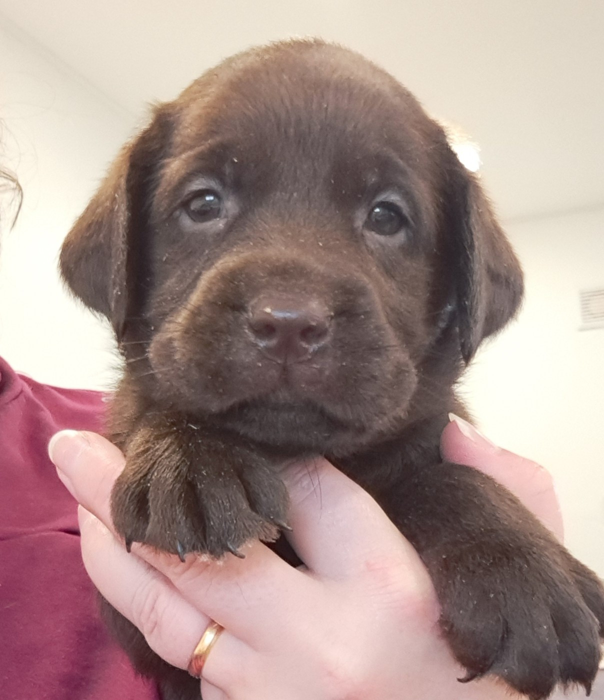 of Mayajoe's Dreams - Chiots disponibles - Labrador Retriever