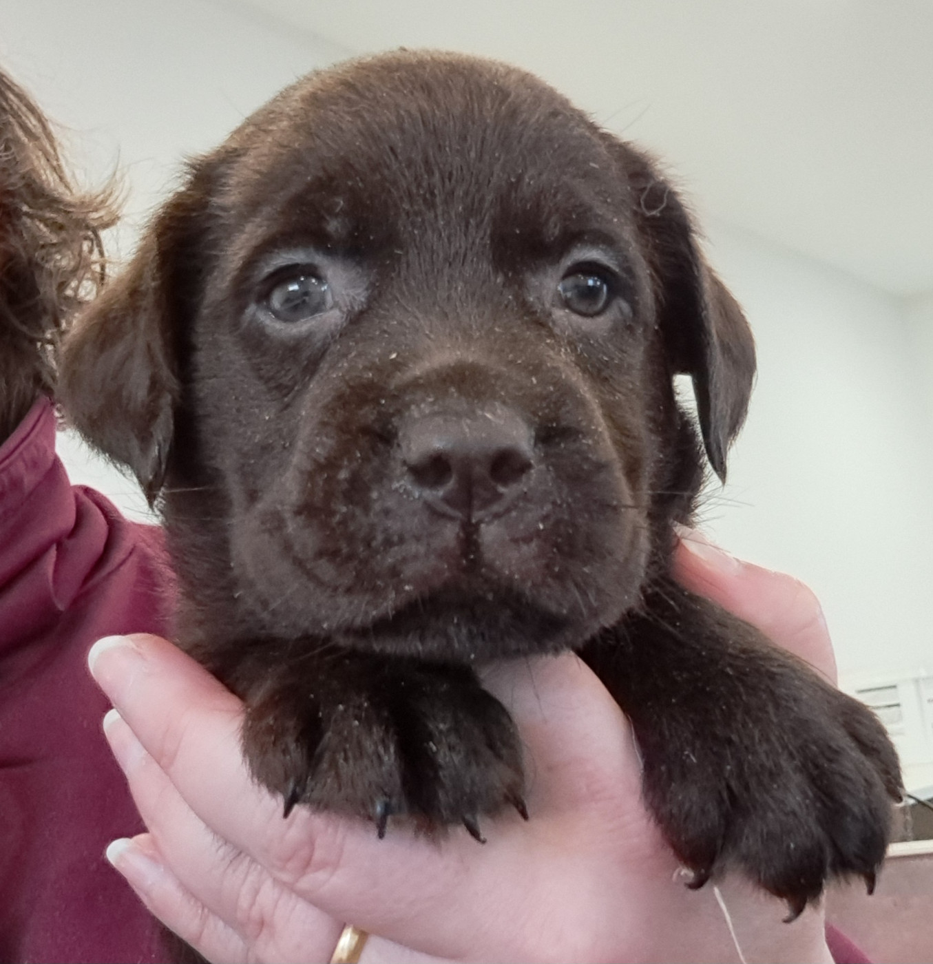 of Mayajoe's Dreams - Chiots disponibles - Labrador Retriever