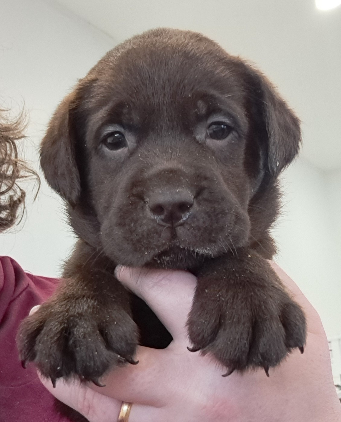 of Mayajoe's Dreams - Chiots disponibles - Labrador Retriever