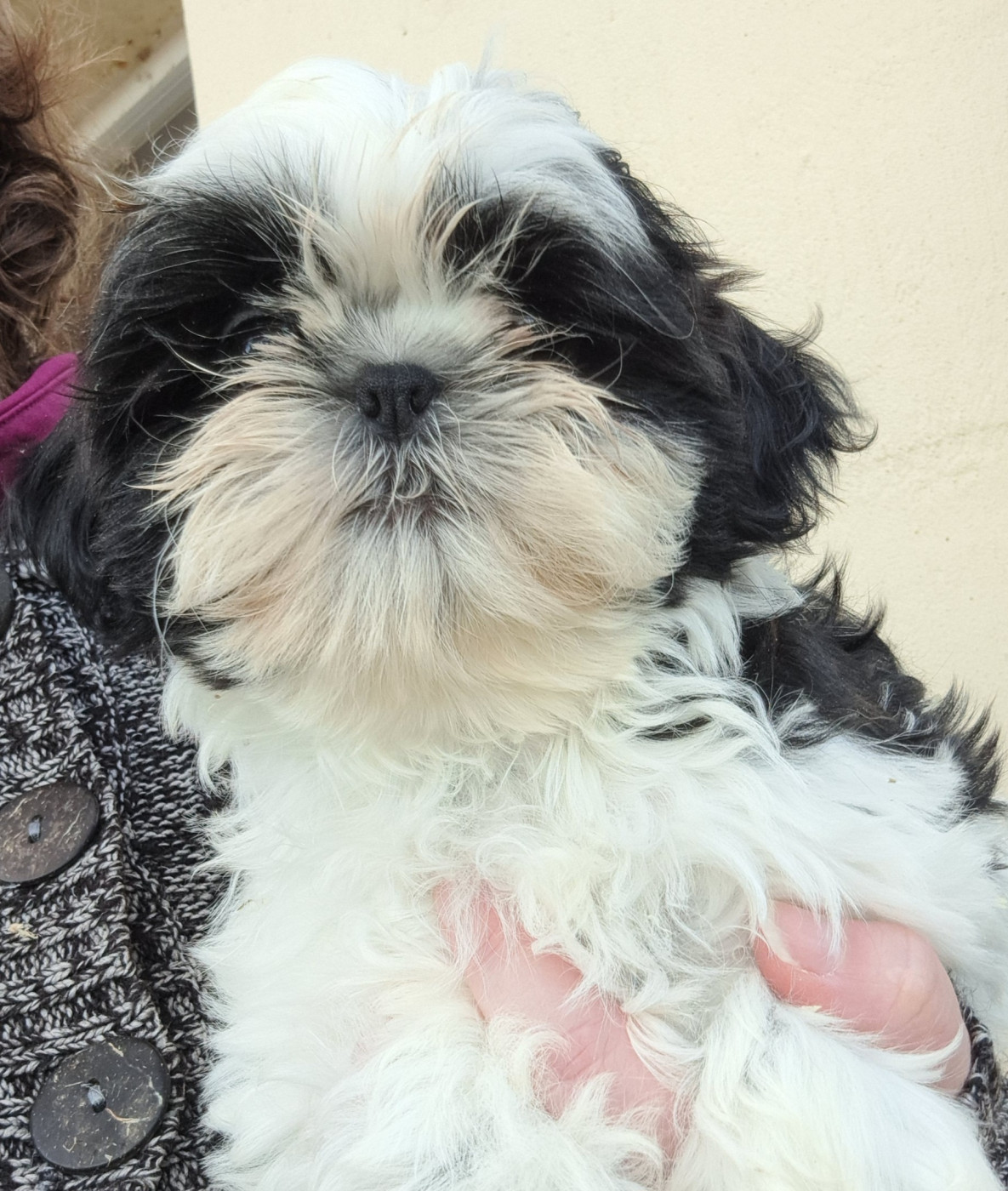 of Mayajoe's Dreams - Chiots disponibles - Shih Tzu