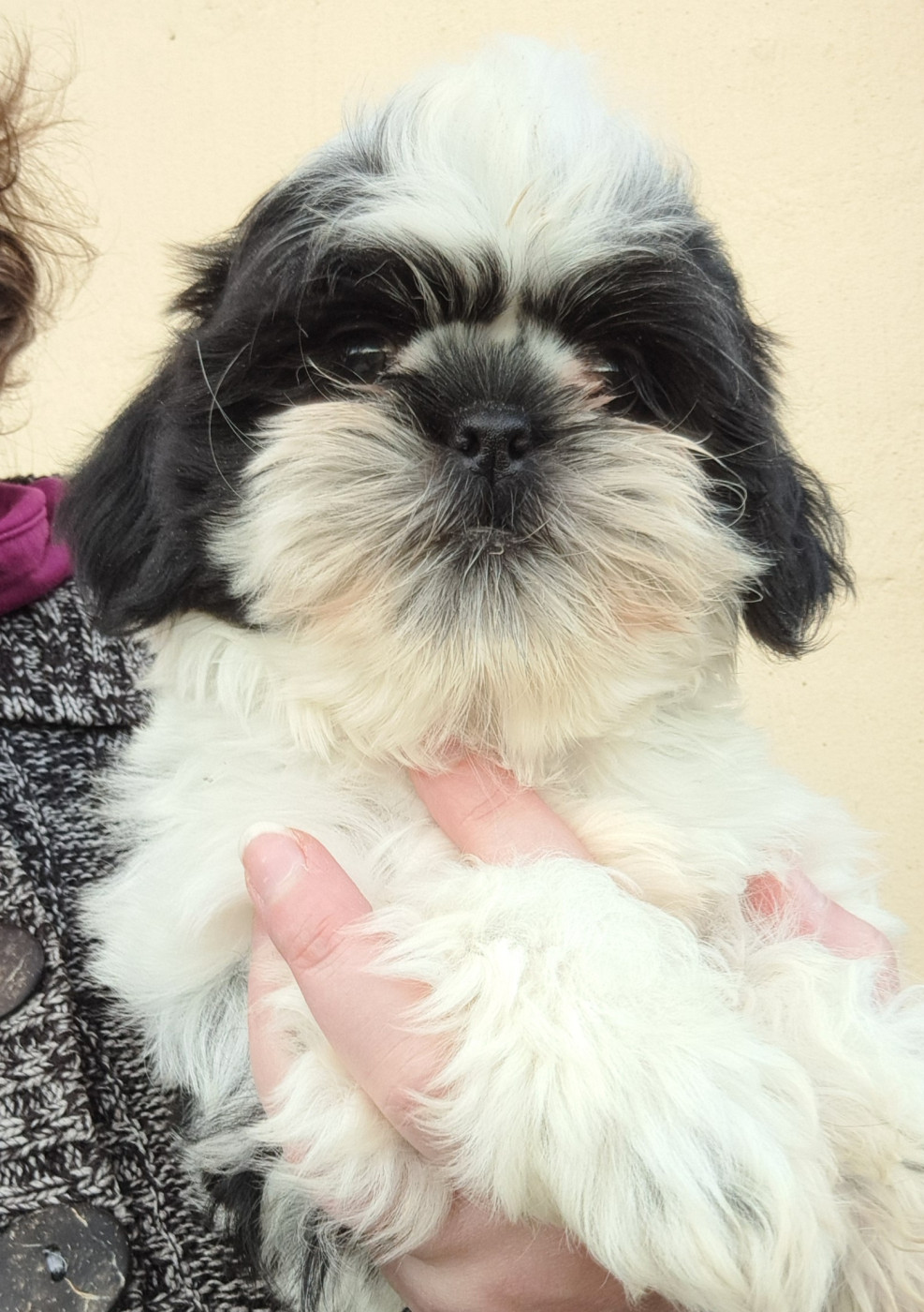 of Mayajoe's Dreams - Chiots disponibles - Shih Tzu