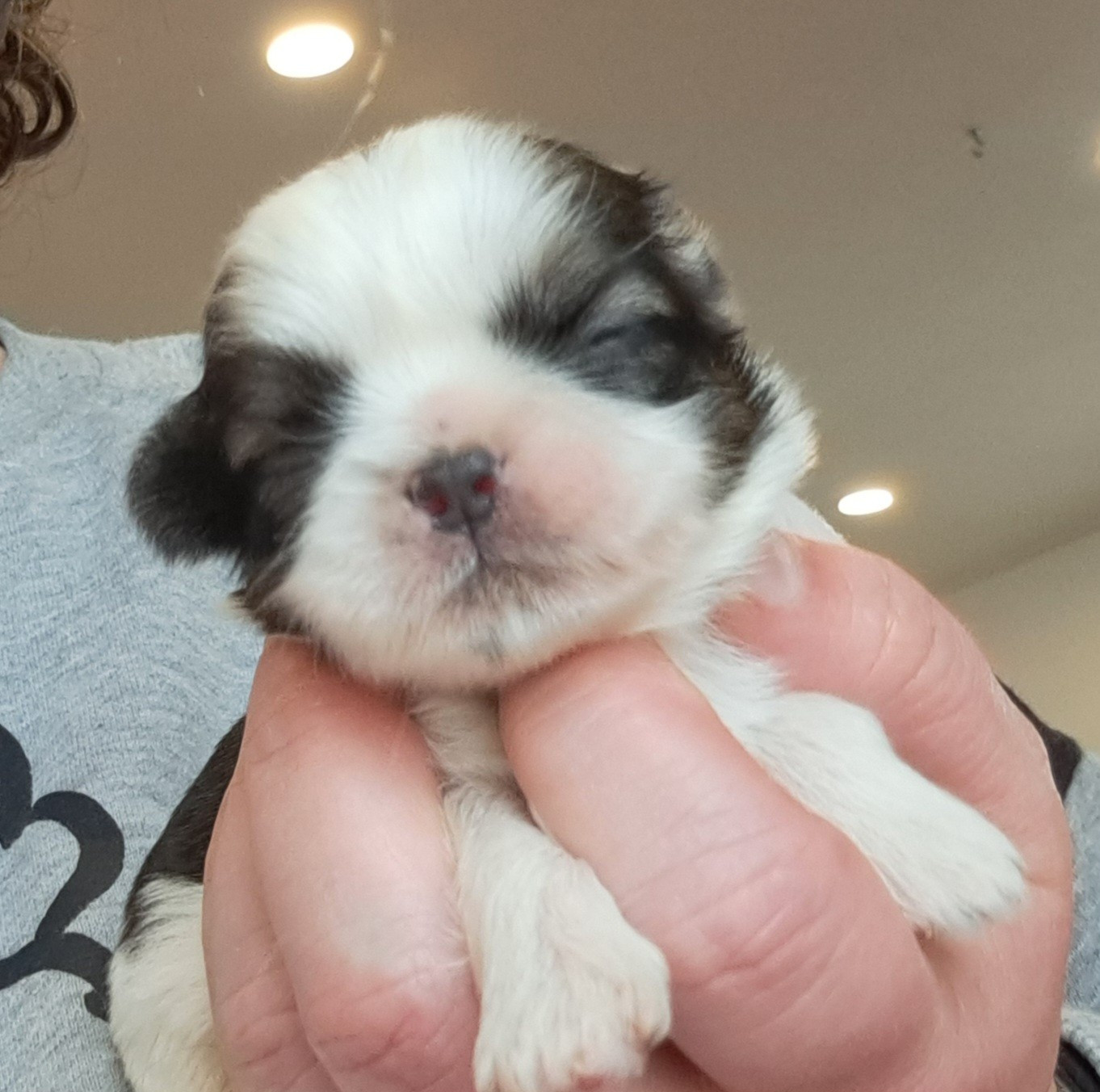 of Mayajoe's Dreams - Chiots disponibles - Shih Tzu