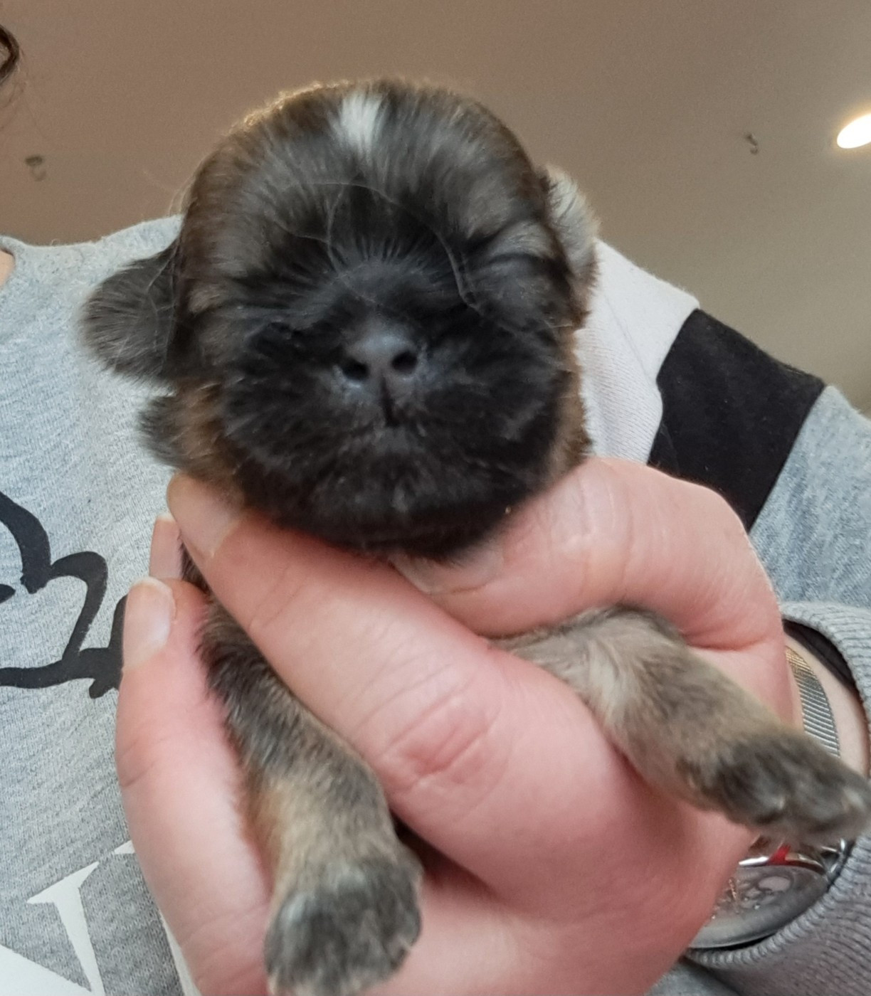 of Mayajoe's Dreams - Chiots disponibles - Shih Tzu
