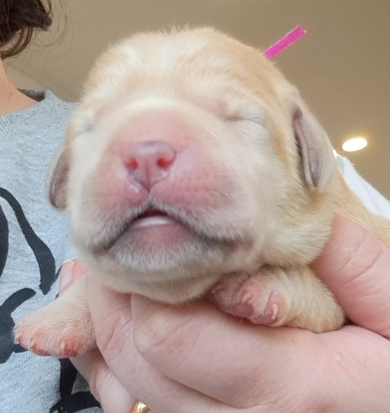 of Mayajoe's Dreams - Chiots disponibles - Labrador Retriever