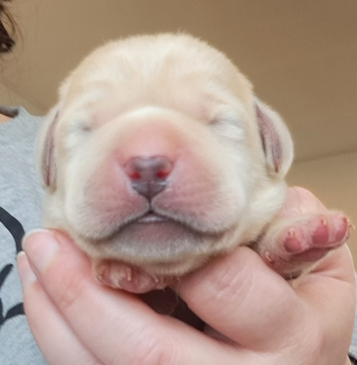 of Mayajoe's Dreams - Chiots disponibles - Labrador Retriever