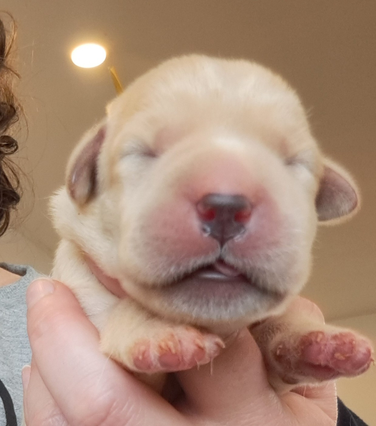 of Mayajoe's Dreams - Chiots disponibles - Labrador Retriever