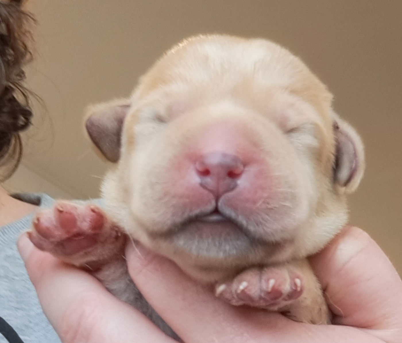 of Mayajoe's Dreams - Chiots disponibles - Labrador Retriever