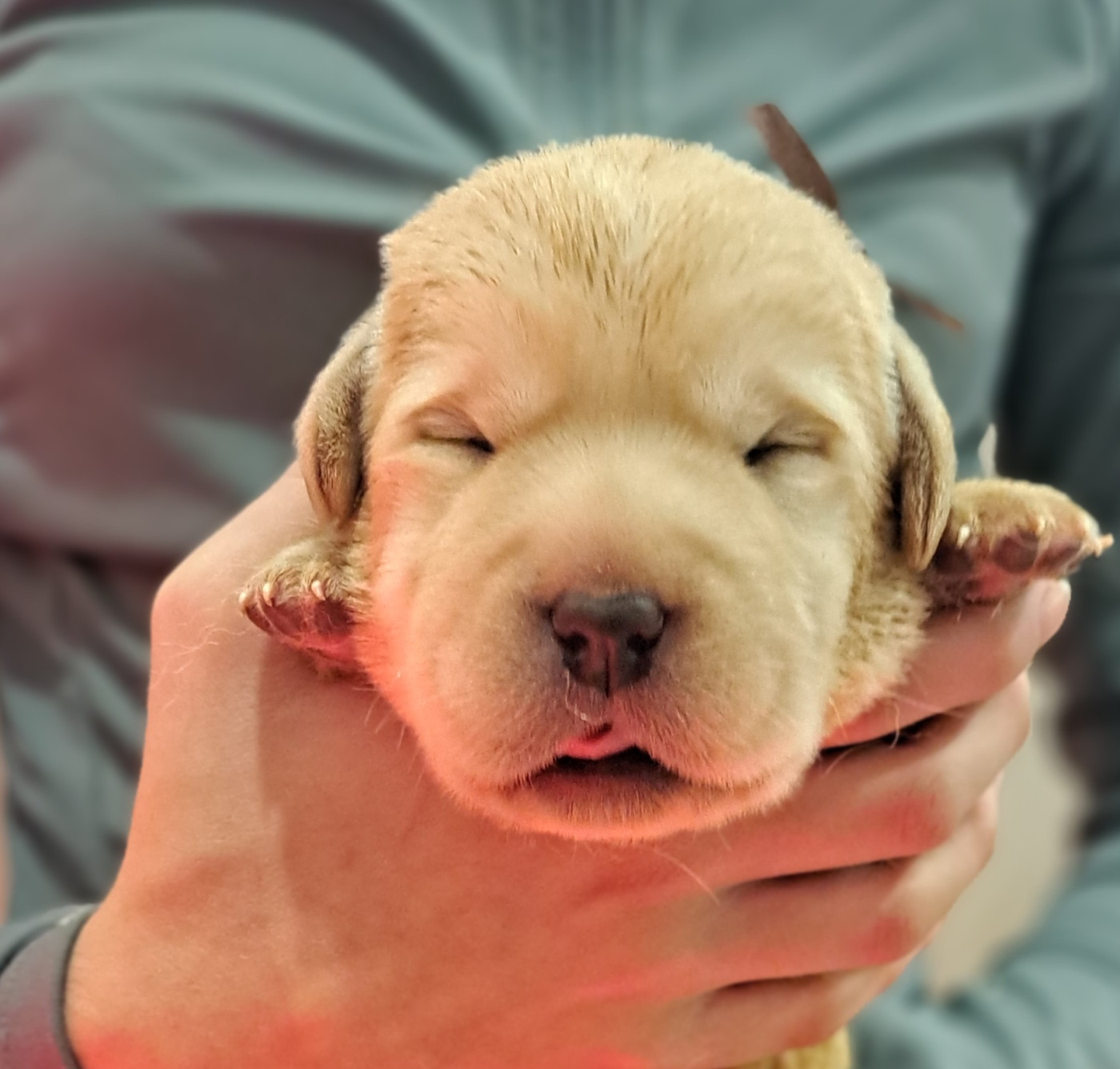 of Mayajoe's Dreams - Chiots disponibles - Labrador Retriever