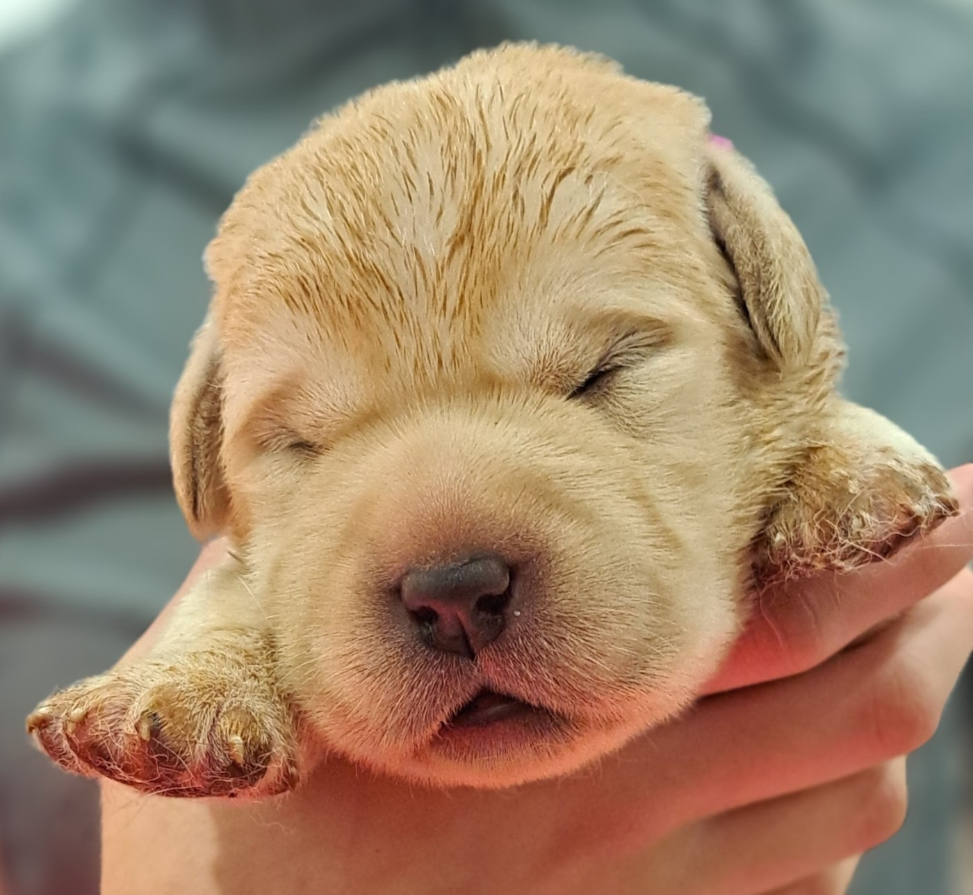 of Mayajoe's Dreams - Chiots disponibles - Labrador Retriever