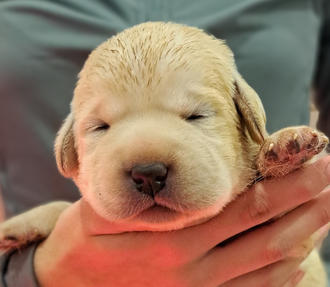 of Mayajoe's Dreams - Chiots disponibles - Labrador Retriever