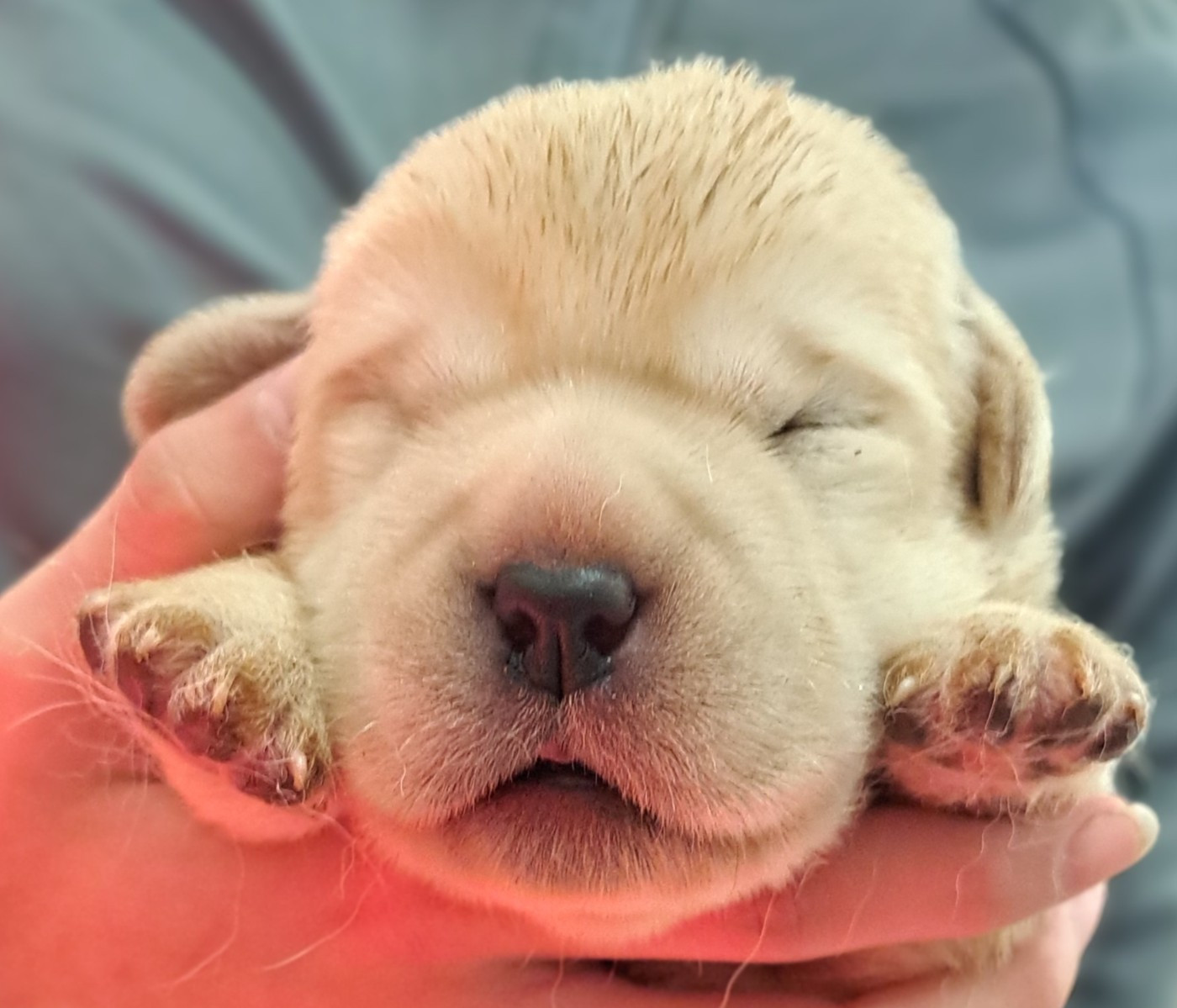 of Mayajoe's Dreams - Chiots disponibles - Labrador Retriever