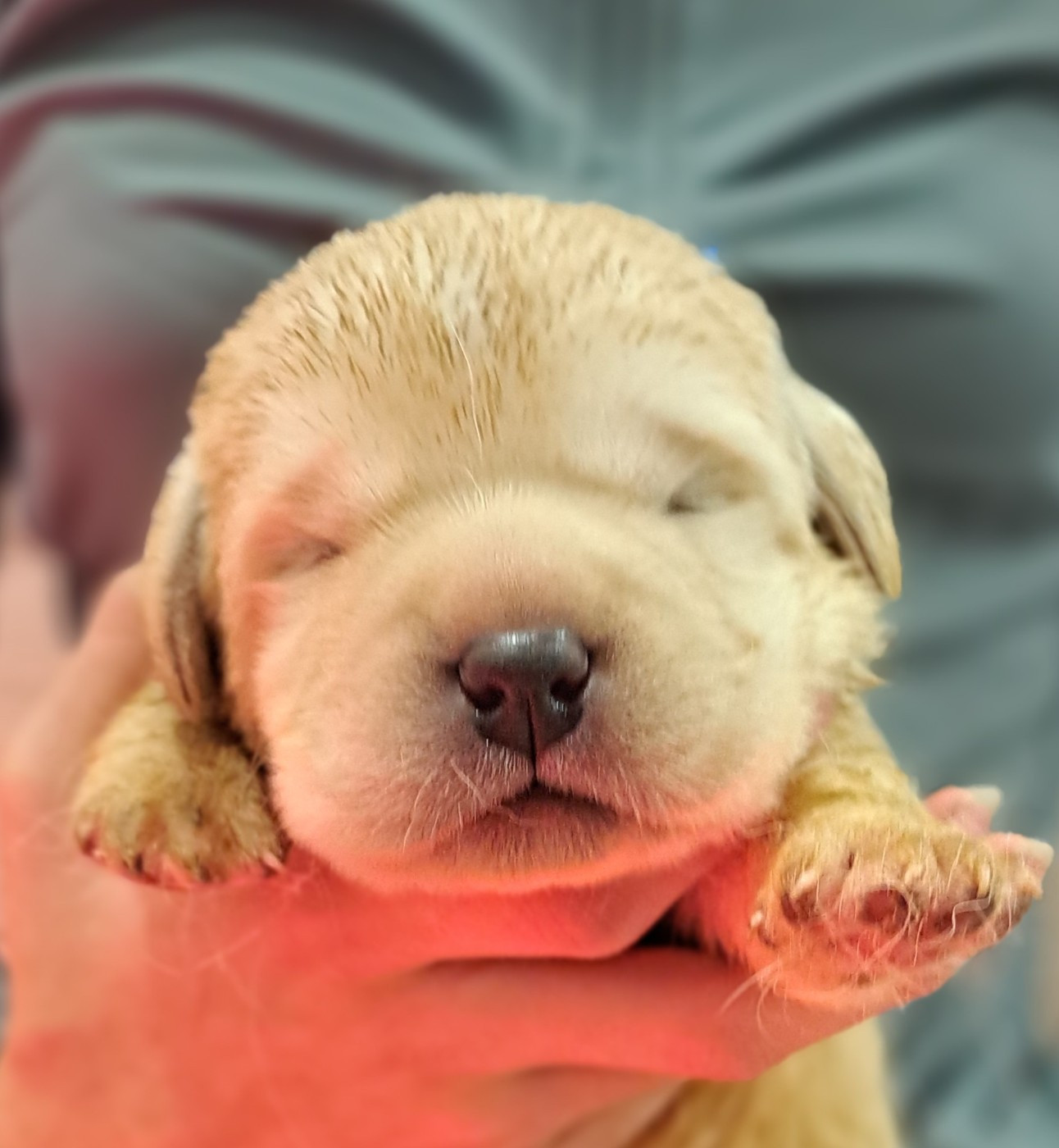 of Mayajoe's Dreams - Chiots disponibles - Labrador Retriever